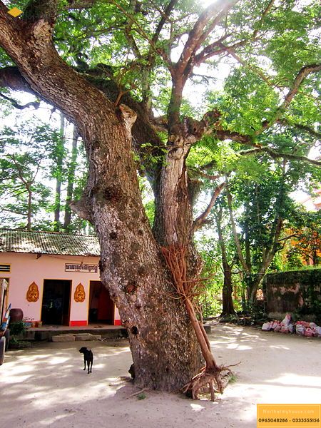 Cây me tây cổ thụ trong khuôn viên một ngôi chùa Khmer cổ ở chân núi Ba Thê, thuộc huyện Thoại Sơn, An Giang, Việt Nam.