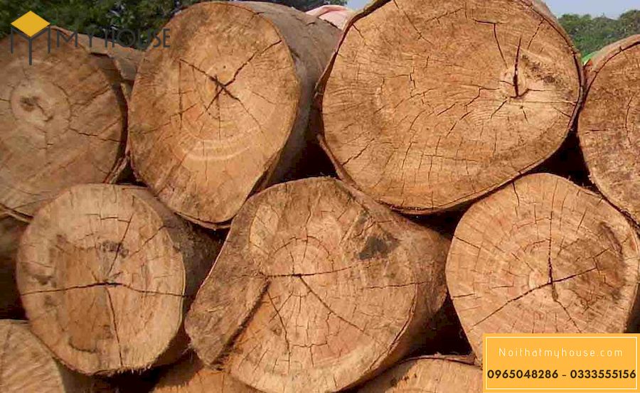 Đặc điểm sinh thái của cây gỗ bạch đàn là gì?