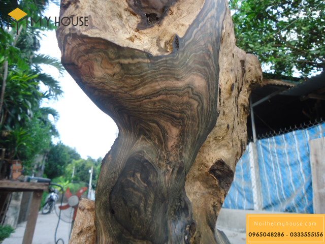 Hình ảnh gốc cây gỗ cẩm thị