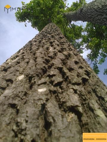 Hình ảnh cây gỗ gù hương
