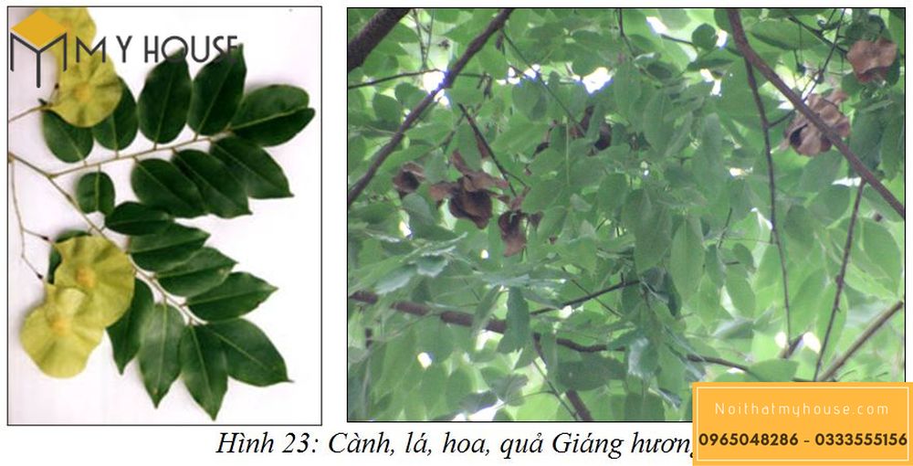 Đặc tính sinh học của cây gỗ hương là gì?