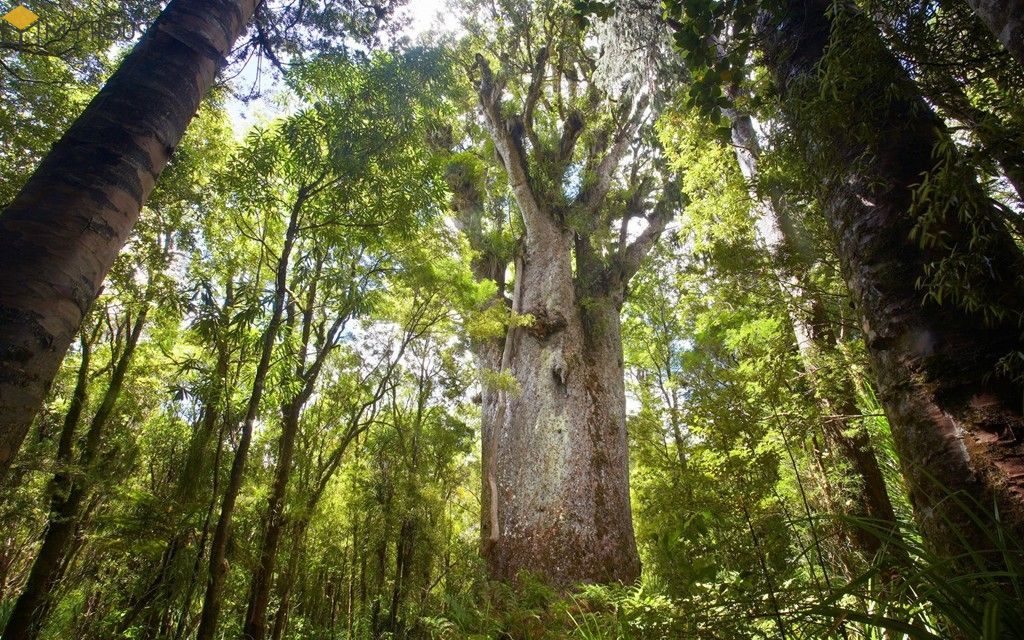 Hình ảnh cây gỗ trai
