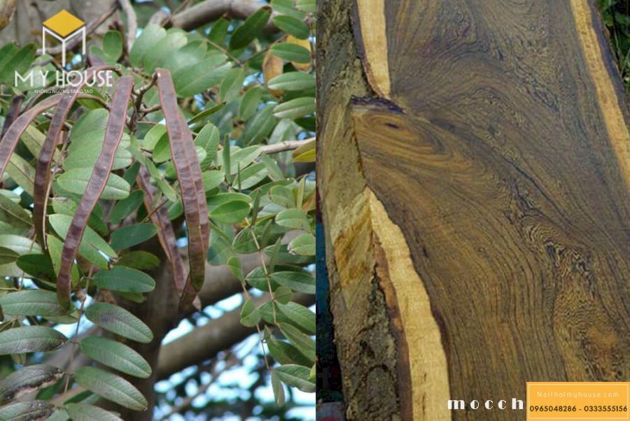 Đặc điểm sinh học của gỗ chiêu liêu
