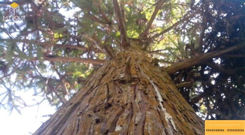 Hình ảnh cây gỗ Ngọc Am