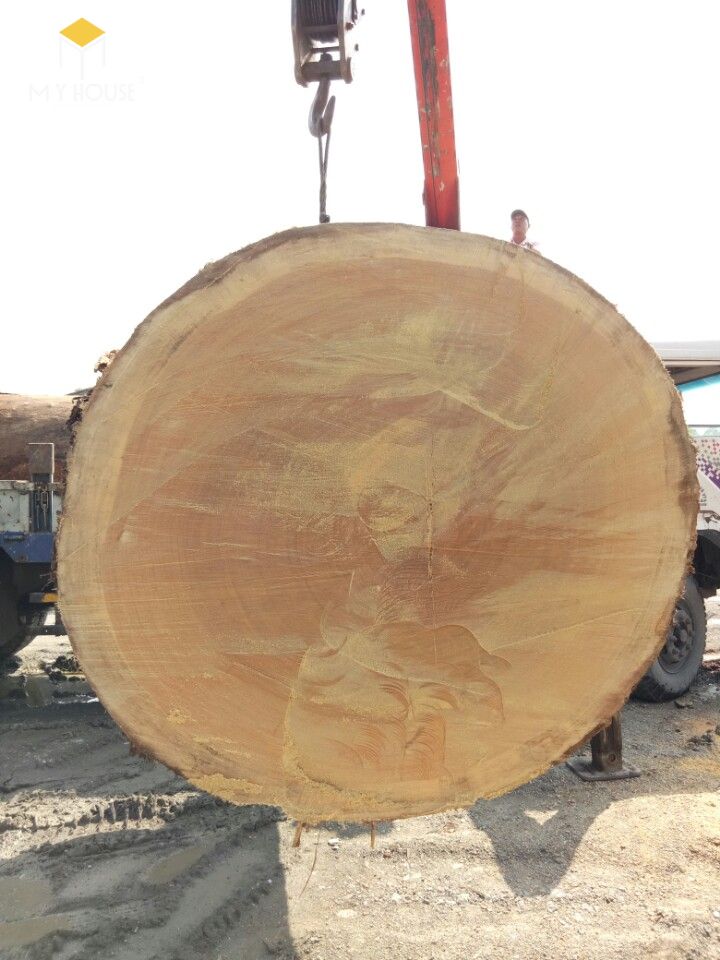 Cây gỗ sao cát được tìm kiếm và đánh giá là cây gỗ sao to nhất tại Việt Nam